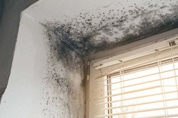 Trusted Basement Mold Remediation service in Marshall, MI - Cheap Mold Removal