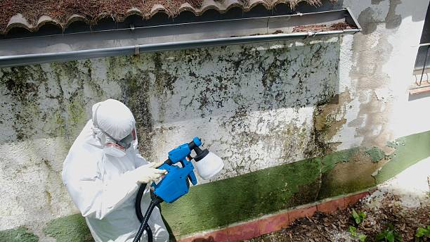 Top rated local Mold Remediation specialists in Marshall, MI